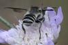 Megachile sp.